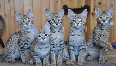 F2 Savannah Kittens
