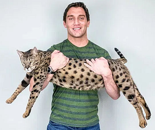 Guinness World Record Cat